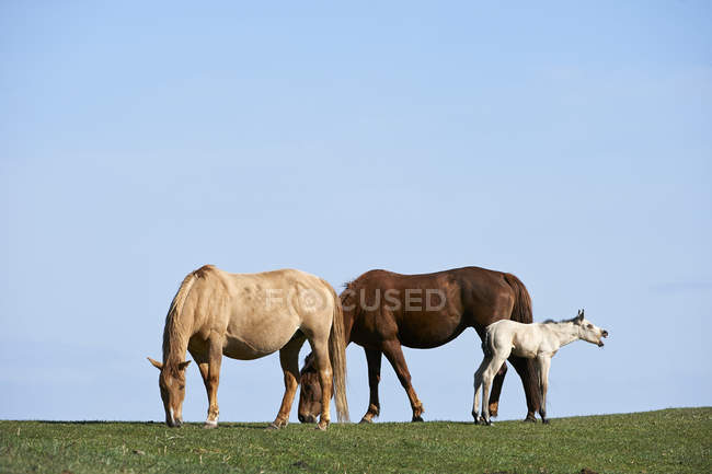 Лошади и жеребенок пасутся на зеленых пастбищах — стоковое фото