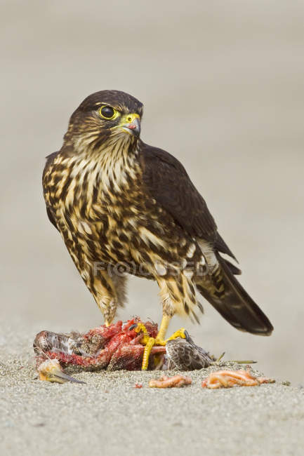 Merlin falcon perched on beach and feeding on prey, close-up — Stock Photo