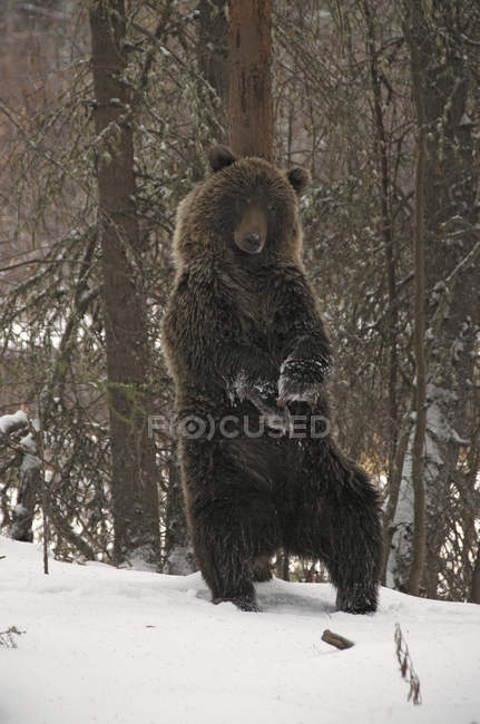 Urso pardo em pé sobre as patas traseiras na floresta invernal de Yukon Territory, Canadá — Fotografia de Stock
