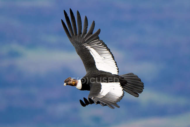 Condor andino voando no céu azul sobre o Parque Nacional Torres del Paine, Patagônia, Chile — Fotografia de Stock