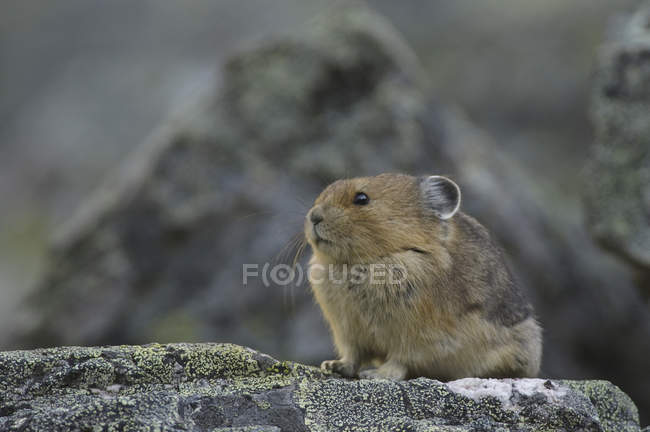 Close-up of American pika sitting on rocks. — Stock Photo