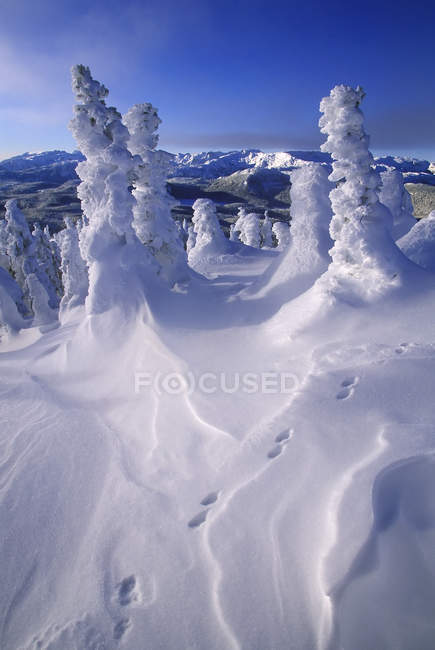 Árvores cobertas de neve em Mount Washington ski resort, Vancouver Island, British Columbia, Canadá . — Fotografia de Stock