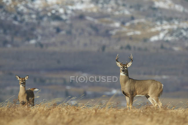 White Tail Deer buck and doe with mountains in background — Stock Photo