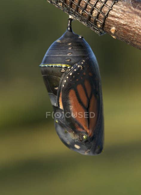 Monarch butterfly in chrysalis hanging on tree, close-up — Stock Photo