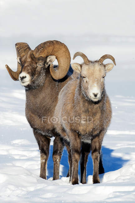 Пара bighorn вівці стоячи на снігу в Національний парк Джаспер, Альберта, Канада — стокове фото