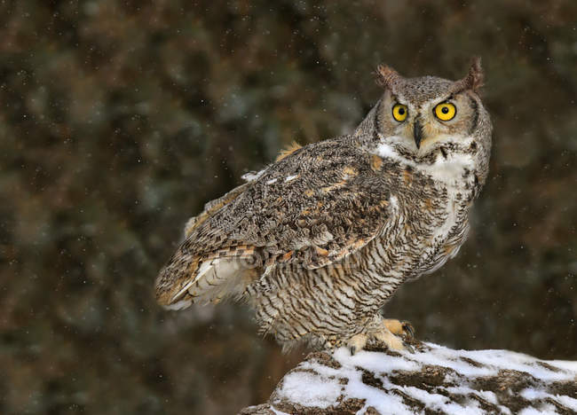 Great horned owl perched on snow covered rock in woods. — Stock Photo