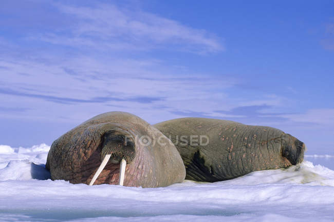Morsas atlânticas loafing on pack ice, Svalbard Archipelago, Arctic Norway — Fotografia de Stock
