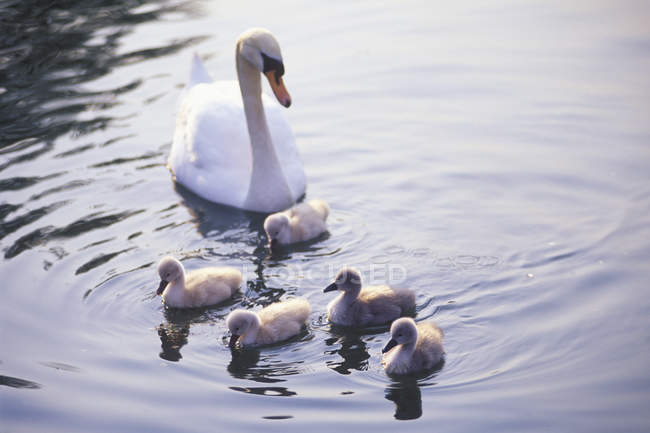 Mute swan with cygnets swimming in lake water. — Stock Photo