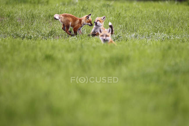Fox kits playing in green field. — Stock Photo