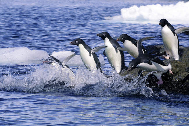 Группа пингвинов Адели, прыгающих со скал в воду для поиска пищи, Антарктический полуостров
. — стоковое фото