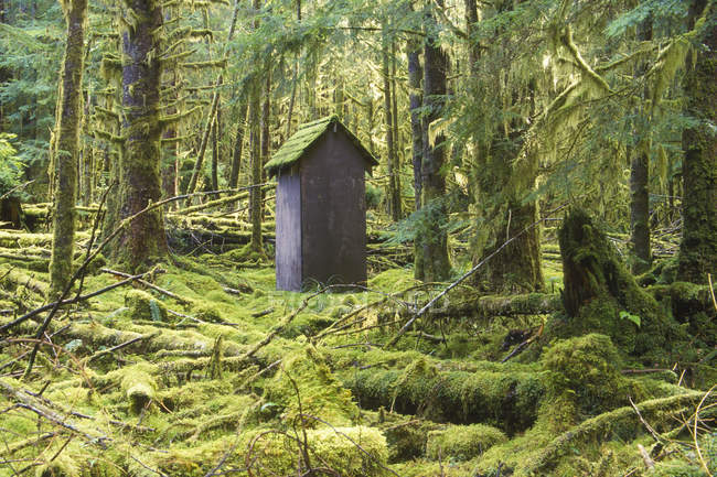 Вивітрюванню дерев'яного будинку в тропічних лісів, місті Haida Ґваї, Британська Колумбія, Канада. — стокове фото