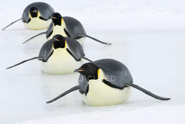 Императорские пингвины катаются на санях по морскому льду, остров Сноу Хилл, Антарктический полуостров — стоковое фото