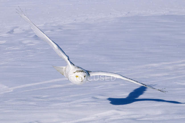 Caça coruja nevada em voo sobre pradaria nevada
. — Fotografia de Stock