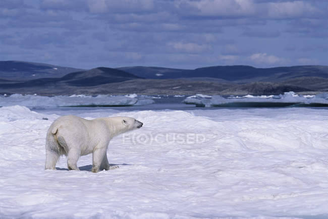 Polar bear walking on floe ice in Ukkusiksalik National Park, Canada — Stock Photo