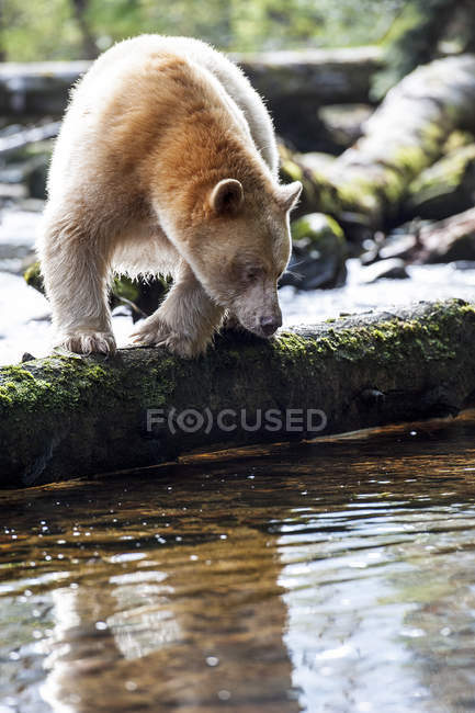 Kermode bear hunting by water in Great Bear Rainforest, British Columbia — Stock Photo