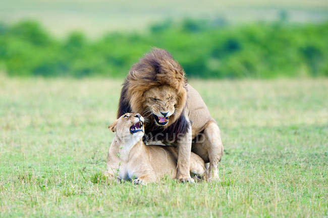 Спаровування левів у лузі заповідника Масаї Мара, Кенія, Східна Африка — стокове фото