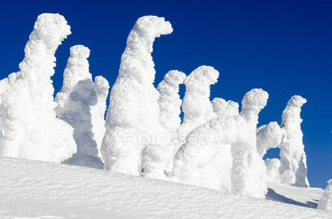 Fantasmas de neve contra o céu azul em Mount Washington, Colúmbia Britânica, Canadá — Fotografia de Stock