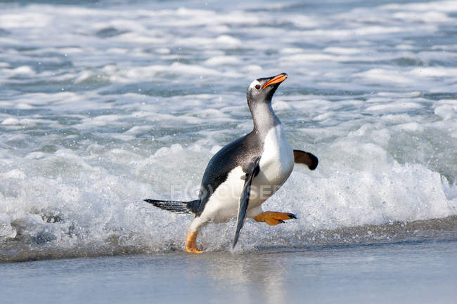 Pingouin de Gentoo marchant de l'eau de mer aux îles Malouines, océan Atlantique Sud — Photo de stock