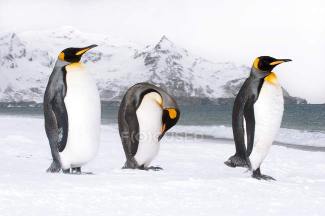 Re pinguini oziare sulla spiaggia innevata dell'isola della Georgia del Sud, Antartide — Foto stock