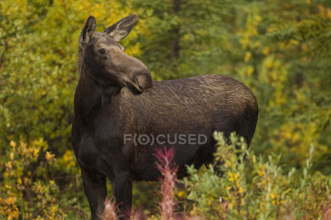 Orignal femelle dans la prairie de Whitehorse, Yukon . — Photo de stock