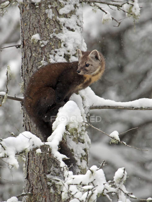 Американская куница наблюдает за зимним деревом в Альберте, Канада — стоковое фото