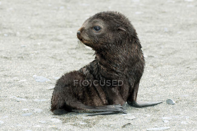 Filhote de cachorro de foca de pele antártica sentado na costa do mar molhado . — Fotografia de Stock