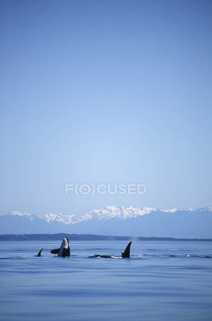 Killerwale schwimmen vor olympischen Bergen, Vancouver-Insel, Britische Kolumbia, Kanada. — Stockfoto