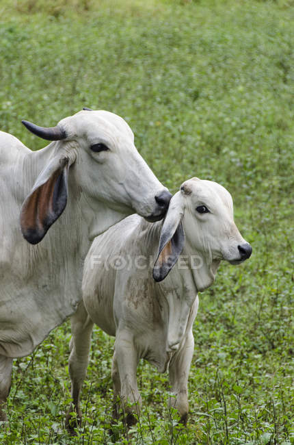 Cattle in farmland at Guanacaste province of Costa Rica. — Stock Photo