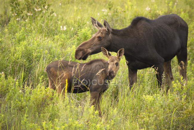 Moose e vitello al pascolo nell'erba verde di Algonquin Park, Canada — Foto stock