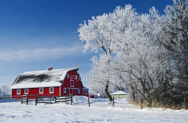 Red barn and trees covered with hoarfrost near Beausejour,  Manitoba, Canada — Stock Photo