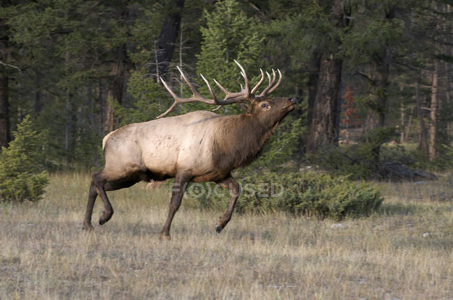 Wild elk with antlers walking in forest of Alberta, Canada. — Stock Photo