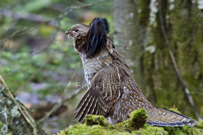 Raufußhühner trommeln aus Baumstämmen im Wald, Nahaufnahme — Stockfoto