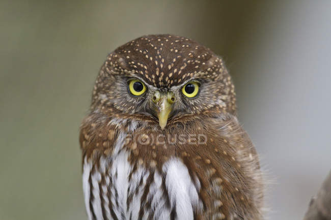 Northern pygmy owl in woodland, portrait. — Stock Photo
