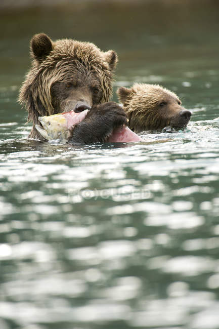 Oso pardo con cachorro nadando y comiendo salmón en Chilko River, Columbia Británica, Canadá - foto de stock