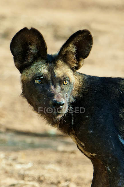 Portrait de chien sauvage africain dans la prairie du parc national de Samburu, Kenya, Afrique de l'Est — Photo de stock