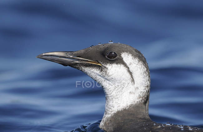 Common murre bird on water surface of lake. — Stock Photo
