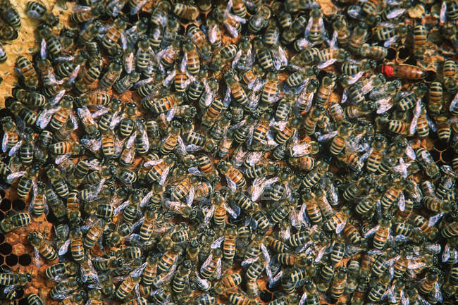 Медовые пчелы на сотах, полный кадр — стоковое фото
