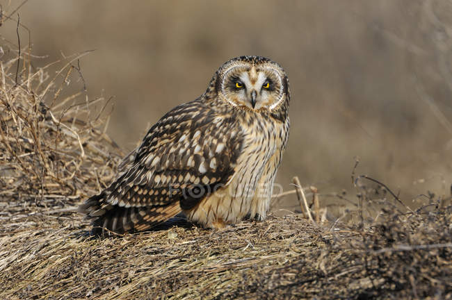 Short-eared owl sitting in dry meadow and looking in camera. — Stock Photo