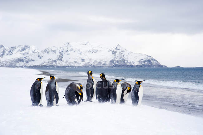 Король пінгвіни, тинятись на засніжених пляжі острові Південна Джорджія, Антарктида — стокове фото