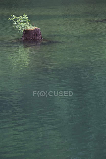 Dammed lake and cut tree stump in water — Stock Photo