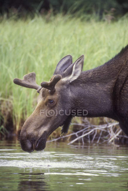 Moose drinking water in lake of Central British Columbia, Canada — Stock Photo