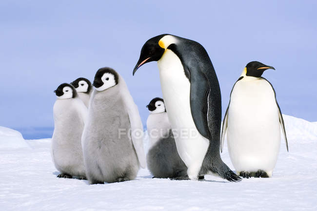 Adult emperor penguin and chicks on snow on Snow Hill Island, Weddell Sea, Antarctica — Stock Photo