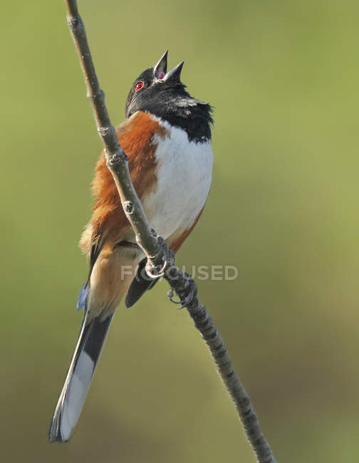 Spotted towhee bird calling from branch in woods. — Stock Photo