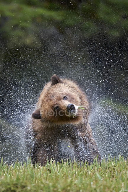 Grizzly orso scuotere l'acqua nella foresta pluviale Great Bear, Columbia Britannica, Canada — Foto stock