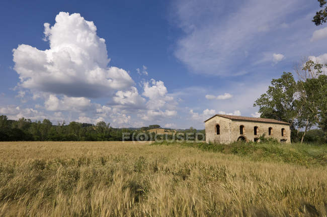 Empty stone farmhouse and wheat filed in Tuscan countryside near Sienna, Italy — Stock Photo