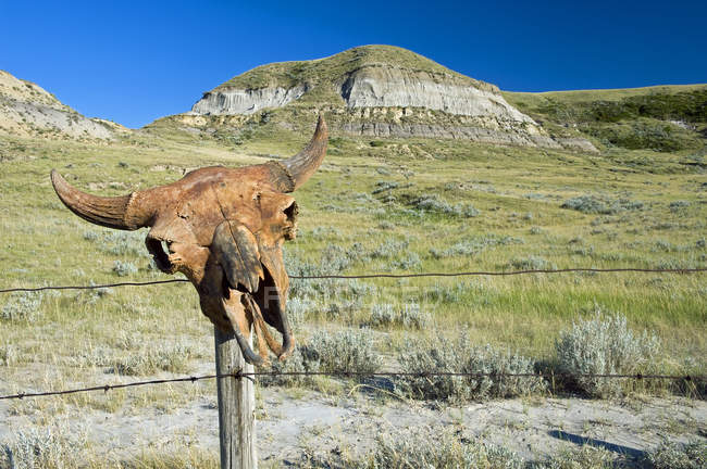 Cráneo de búfalo en poste de valla, Big Muddy Badlands, Saskatchewan, Canadá - foto de stock