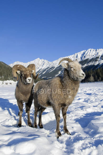 Par de ovelhas bighorn em pé na neve no Parque Nacional Jasper, Alberta, Canadá — Fotografia de Stock
