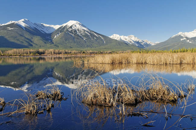 Marsh water of Vermilion Lakes in mountain landscape in Banff National Park, Alberta, Canadá . - foto de stock