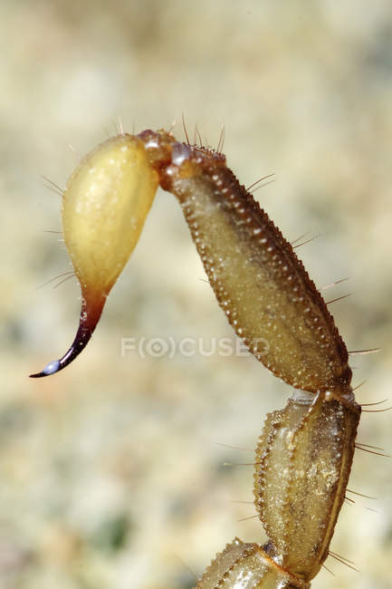 Northern scorpion telson tail stinger close-up with venom dripping from tip. — Stock Photo