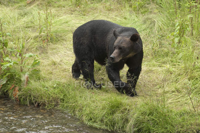 Grizzly bear beside spawning stream, Alaska, United States of America. — Stock Photo